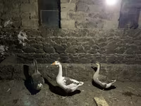 Geese — 照片 2