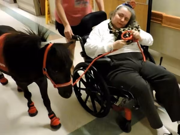 Horse (M), Miniature horse