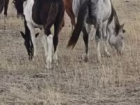 Kanca, Horse breed — 1. fotó