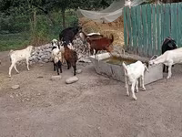Bak, Pomellata goat — 5. fotó