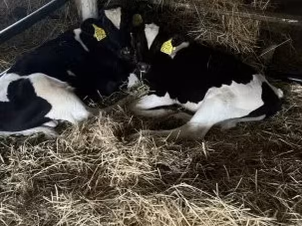 Бұқа, Russian Black pied cattle — Венгрия