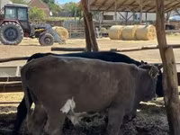 ثور, Simmental cattle — الصورة 4