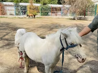 Lovak (tétel, nem megadva), Australian Pony — 3. fotó
