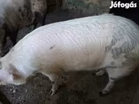 Disznók (tétel, nem megadva), Sertések — 6. fotó