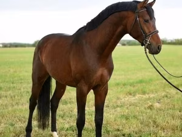 حصان, Thoroughbred horse
