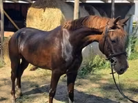 母马, Hungarian horse breed — 照片 8