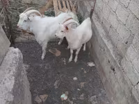बकरा, बकरियाँ — फ़ोटो 3