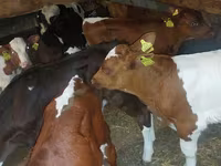公牛, Simmental cattle — 照片 3