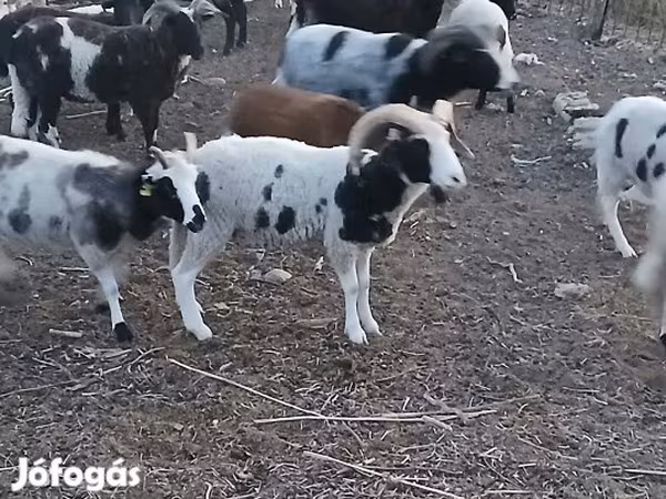 Kos, Jacob's sheep — Magyarország