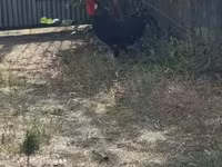 Chickens — फ़ोटो 1