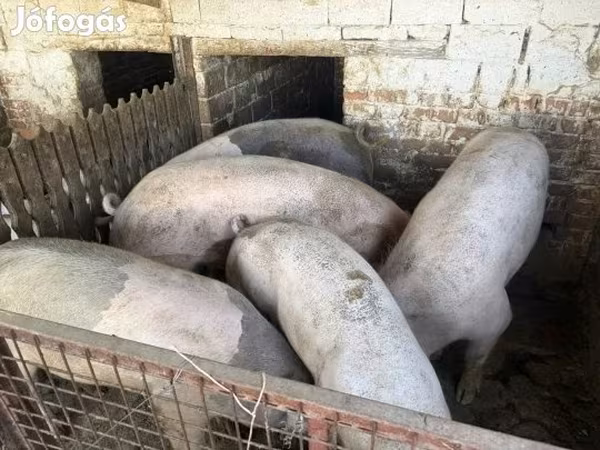 公猪, Pigs