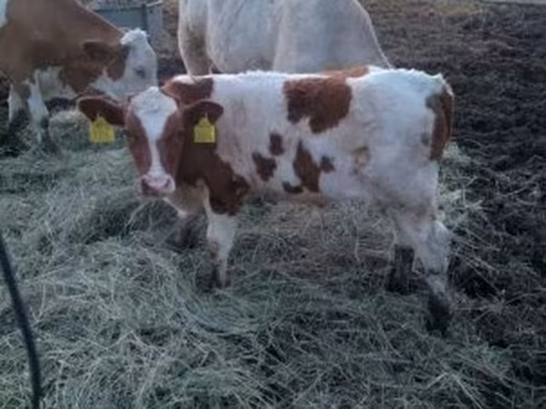 Býk, Simmental cattle