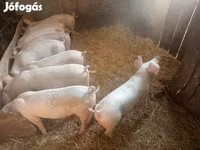 Süldőanya, Sertések — 4. fotó