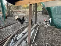 Chickens — zdjęcie 4