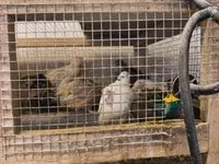 Quails — 8-сурет