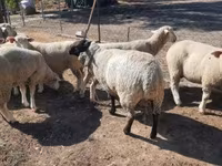 Carnero, Ile-de-France sheep — foto 4