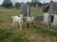 كبش, Merino sheep — الصورة 3