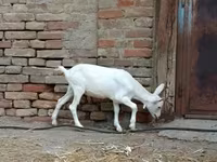 Billy Goat, Goats — photo 3
