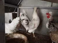 Chickens — 4-сурет
