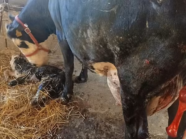 Krowa, Rasa holsztyńska