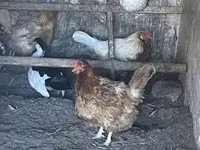 Brahma — foto 1