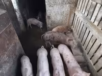 Boar, Pigs — photo 3