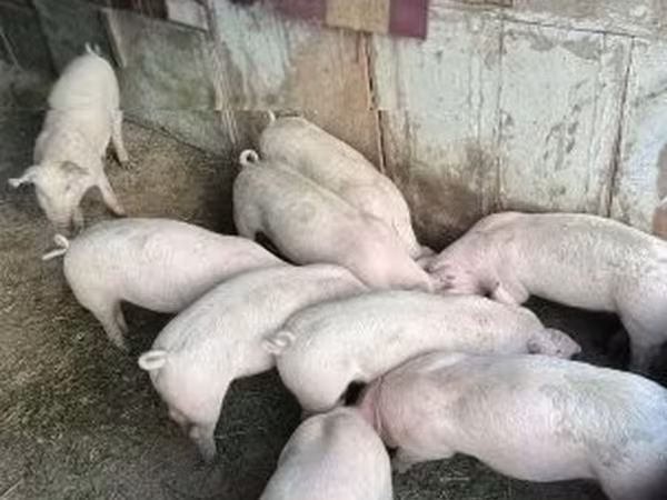 Schweine (Partie, Geschlecht nicht angegeben),  — Ungarn