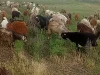عنزة, الماعز — الصورة 1