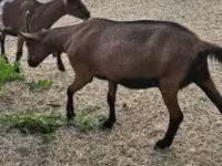 Nőstény kecske, Alpine goat — 4. fotó