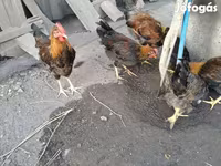 Chickens — Foto 3