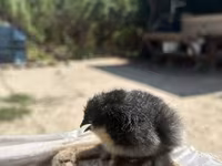 براهما — الصورة 2