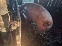 公猪, Pigs — 照片 4