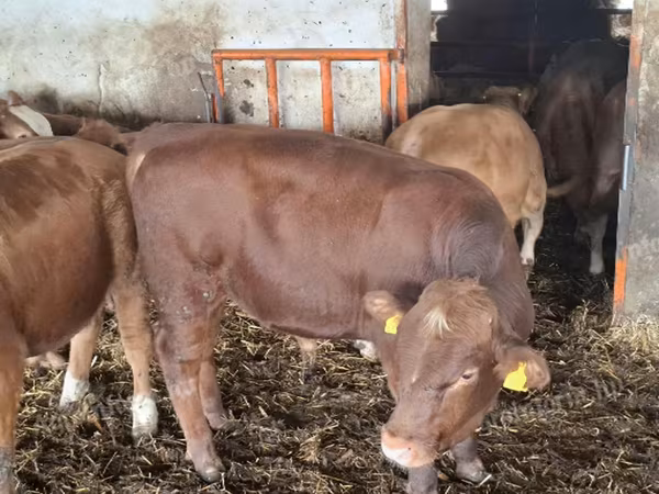 Byk, Simmental cattle
