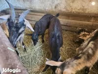 Goat, Goats — photo 3