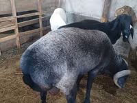 Bélier, Moutons — photo 7