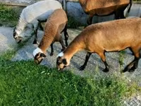 نعجة, Cameroon sheep — الصورة 2