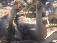 Geese — photo 5