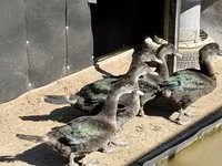 Ducks — photo 2