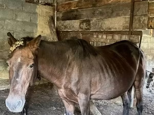 Mare, Horses