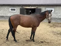 Hing, Thoroughbred horse — 8. fotó