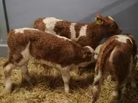 Bika, Limousin tehén — 4. fotó