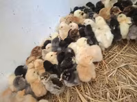 Chickens — zdjęcie 1