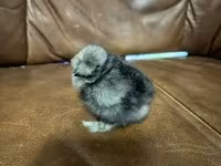 Silkie — 3. fotó