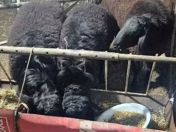 公羊, Sheep