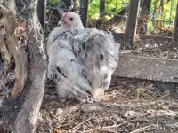 Australorp — foto 2
