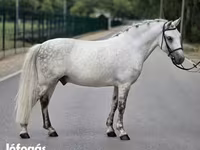 Hengst, Falabella — Foto 3