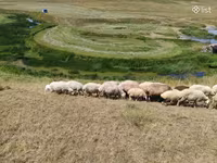 Oveja, Balbas sheep — foto 8