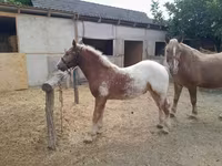 Cheval, Chevaux — photo 2