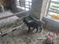भेड़ें (लॉट, लिंग निर्दिष्ट नहीं), भेड़ — फ़ोटो 1