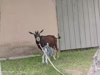 Nőstény kecske, Alpine goat — 7. fotó